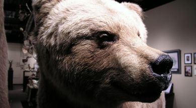 The Crawford Collection