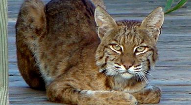 Washita National Wildlife Refuge