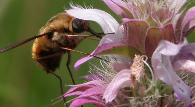 Pontotoc Ridge Preserve