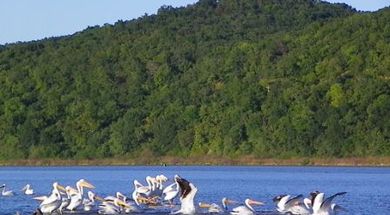 Webbers Falls Reservoir