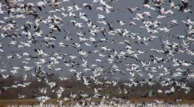 Sequoyah National Wildlife Refuge