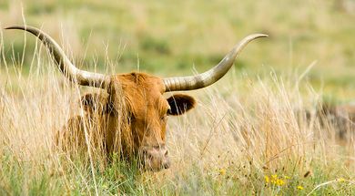 Wichita Mountains Wildlife Refuge & Visitor's Center