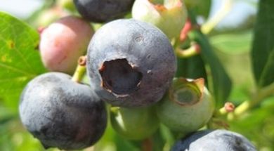 Find the Season's Best at Oklahoma's U-Pick Farms