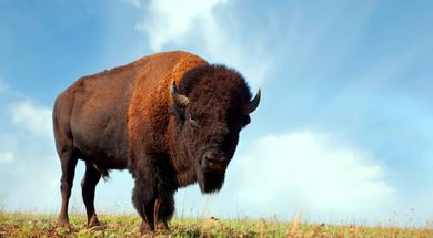 Where the Buffalo Roam
