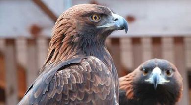 Iowa Tribe's Grey Snow Eagle House
