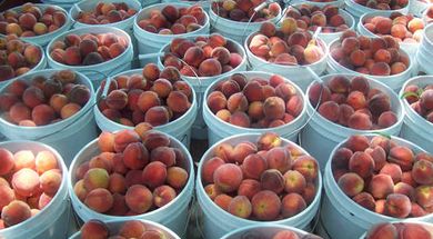 Riggs Family Orchard