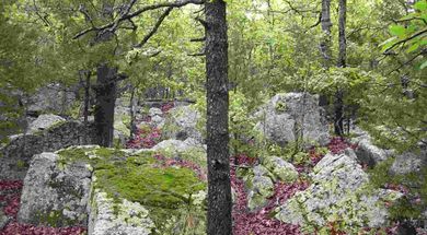 Keystone Ancient Forest