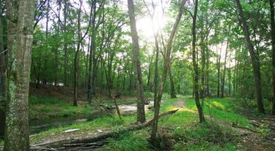 Lakeview Lodge Trail