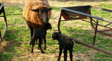 Woolly Weekend at Shepherd's Cross