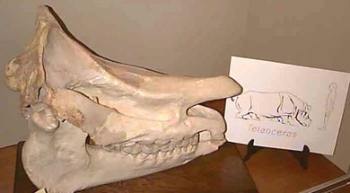 NWOSU Museum of Natural History