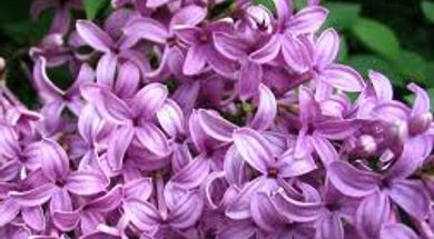 Lilac Festival