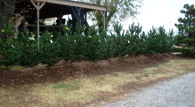 Owasso Christmas Tree & Berry Farm