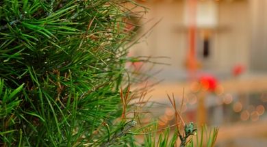 Santa's Forest Tree Farm