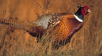 Western Cedar Hunting Preserve