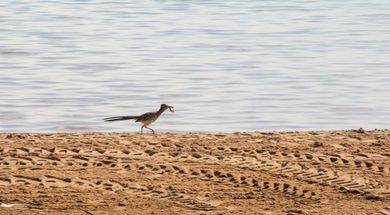 Unexpected Wildlife Treasures in Oklahoma's State Parks
