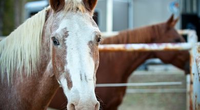 Monkey Island Trail & Hayrides
