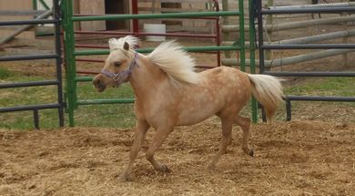 American Miniature Horse Registry National Show