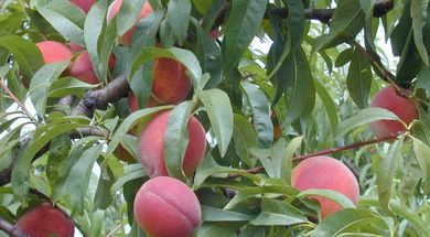 Wind Drift Orchards