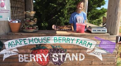 Summer Jelly-Making Farms