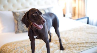 Great Digs for Dogs: Oklahoma's Pet Friendly Places