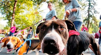 Oklahoma's Top Leash-Free Dog Parks