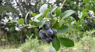 Creekside Berry Farm
