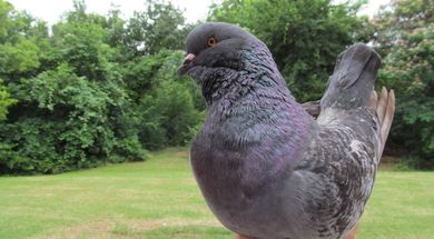 American Pigeon Museum & Library