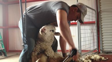 Woolly Weekend at Shepherd's Cross