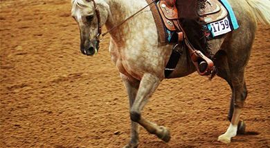 Color Breed Congress