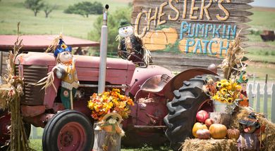 Chester's Pumpkin Patch