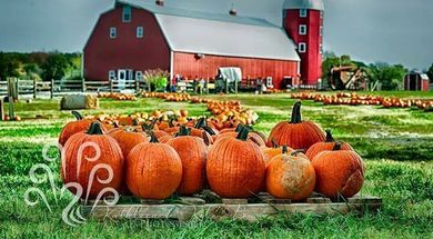 Pumpkin Festival at Shepherd's Cross