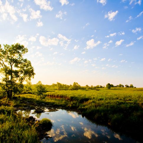The Tallgrass Prairie Preserve near Pawhuska offers driving tours to take in the area's scenic tallgrass terrain and resident buffalo herds.