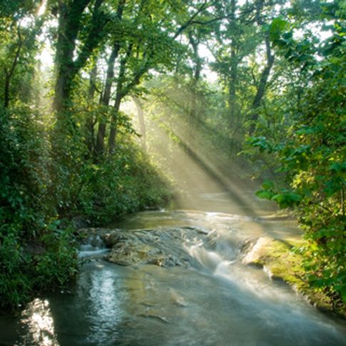 Sunlight streams through lush woods along a creek at Chickasaw National Recreation Area in Sulphur.