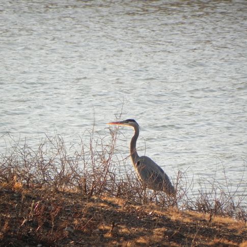 Blue Heron at Catfish Bay, Lake Texoma