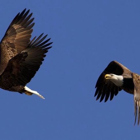 Eagles take flight on a clear day in northeast Oklahoma.