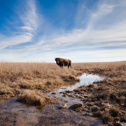 Take a road trip to the Joseph H. Williams Tallgrass Prairie near Pawhuska to awe at the largest protected piece of tallgrass prairie on Earth.