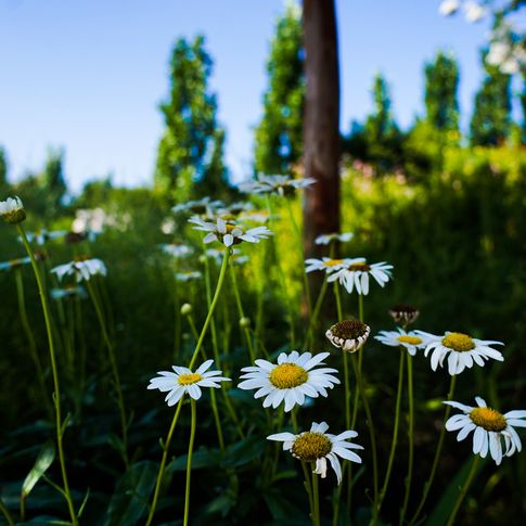 Find peace and solitude on a stroll through the Tulsa Botanic Garden.