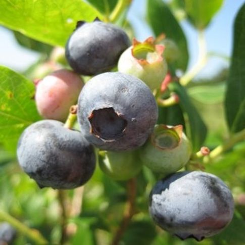 At Maple Creek Berry Farm in Poteau, you can pick your own delicious blueberries and blackberries to take home with you and enjoy fresh-from-the-farm taste.