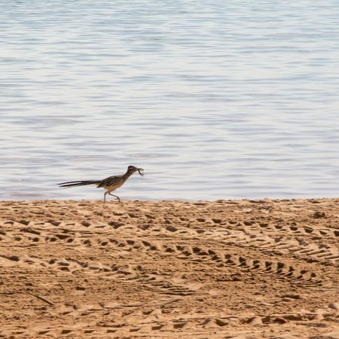 Foss State Park in Foss features unexpected wildlife treasures like watchable wildlife, including roadrunners.