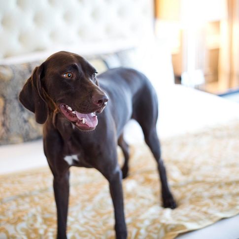 All rooms in the Ambassador Hotel are pet-friendly, so bring your four-legged pal along on your next Tulsa adventure.
