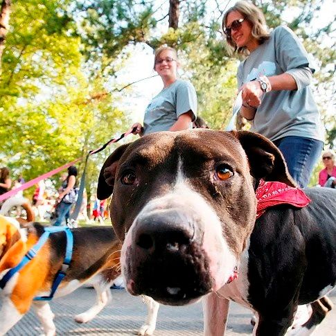 Dogs can socialize in a safe environment while getting their exercise at Paws Valley Dog Park.