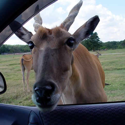 Drive through Arbuckle Wilderness in Davis and feed friendly animals along the way.