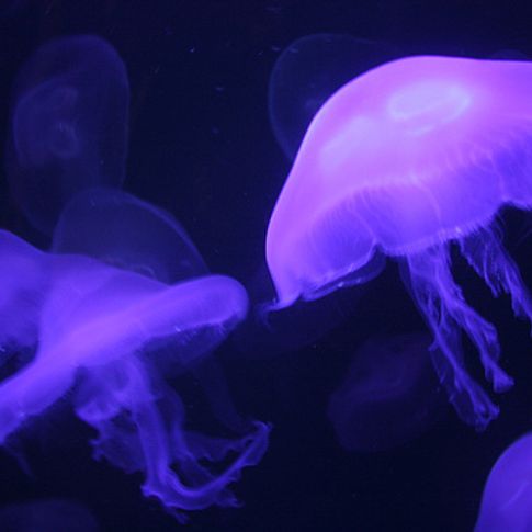 Jellyfish glow luminously as they dance in their tank at the Oklahoma Aquarium in Jenks near Tulsa. The aquarium is home to thousands of sea creatures and native inhabitants of Oklahoma&#039;s waters.