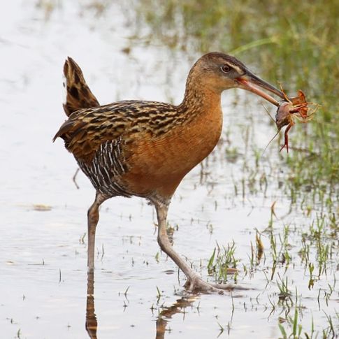 A King Rail feeds on a crayfish at Red Slough Wildlife Management Area near Idabel in southeast Oklahoma.