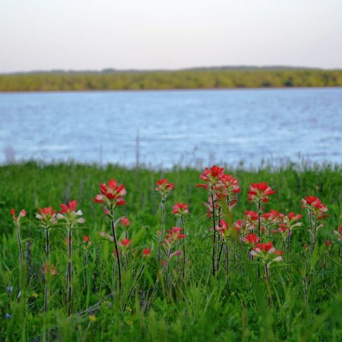Wildflowers on the shores of Lake Texoma.