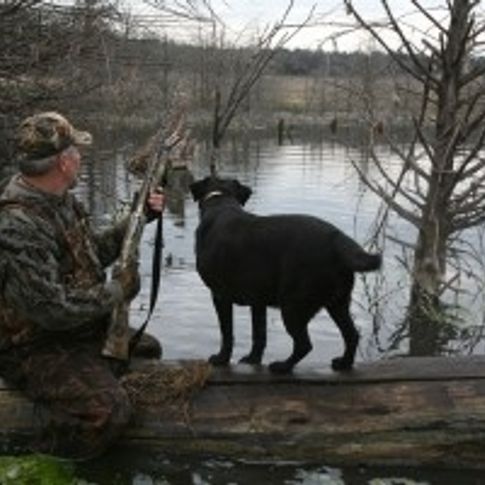 Bring your own dog along or use one of the experienced hunting dogs provided by Law Dawg Hunting Lodge in Cogar.