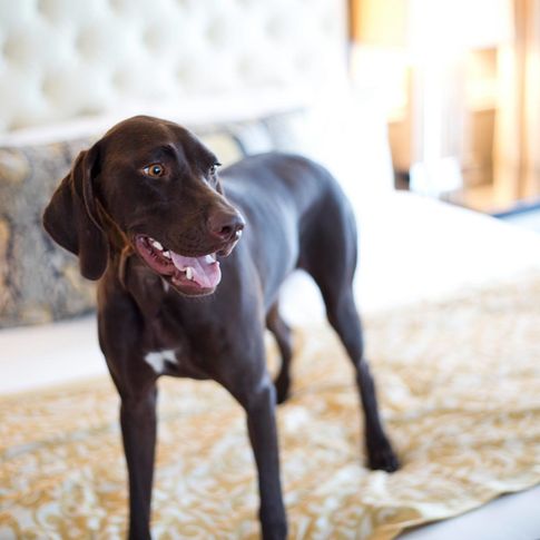 All rooms in the Ambassador Hotel are pet-friendly, so bring your four-legged pal along on your next Tulsa adventure.