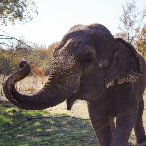 Get up-close-and-personal with majestic Asian elephants in a natural habitat at the Endangered Ark Foundation in Hugo.