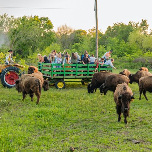 At Old West Buffalo Company in Pawhuska, guests ride a hay wagon and feed bison directly by hand.