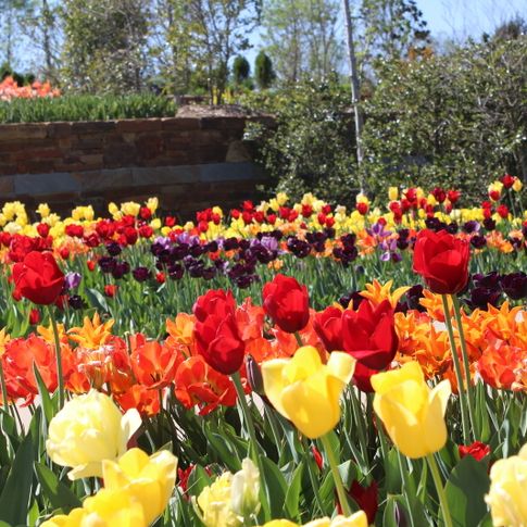 Celebrate spring&#039;s arrival surrounded by thousands of colorful flowers at Tulsa Botanic Blooms.